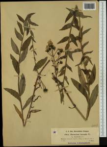 Hieracium sabaudum subsp. nemorivagum (Jord. ex Boreau) Zahn, Западная Европа (EUR) (Германия)