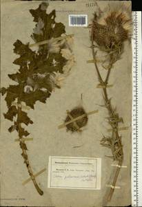Lophiolepis decussata (Janka) Del Guacchio, Bures, Iamonico & P. Caputo, Восточная Европа, Центральный лесостепной район (E6) (Россия)