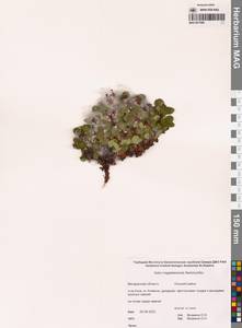 Ива магаданская Nedol., Сибирь, Чукотка и Камчатка (S7) (Россия)