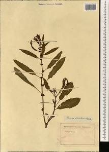 Rumex dentatus subsp. mesopotamicus Rech. fil., Зарубежная Азия (ASIA) (Неизвестно)