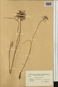 Allium carinatum subsp. pulchellum (G.Don) Bonnier & Layens, Западная Европа (EUR) (Болгария)