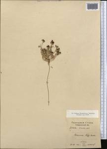 Климакоптера толстянковая M. Bieb., Средняя Азия и Казахстан, Сырдарьинские пустыни и Кызылкумы (M7)