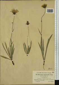 Hieracium bupleuroides subsp. schenkii (Griseb.) Nägeli & Peter, Западная Европа (EUR) (Германия)
