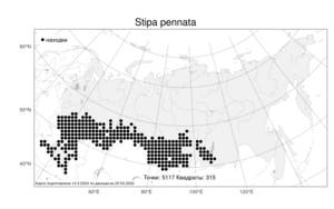 Stipa pennata, Ковыль перистый L., Атлас флоры России (FLORUS) (Россия)