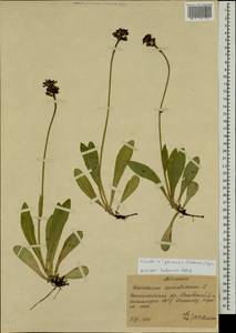 Pilosella plaicensis (Wol.) Soják, Восточная Европа, Западно-Украинский район (E13) (Украина)