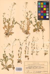 Крупка дубравная L., Восточная Европа, Нижневолжский район (E9) (Россия)