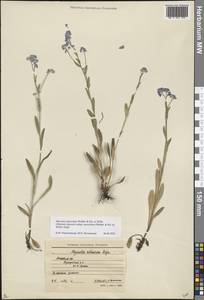 Myosotis alpestris subsp. suaveolens (Waldst. & Kit. ex Willd.) Strid, Восточная Европа, Московская область и Москва (E4a) (Россия)