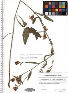 Centaurea × livonica Weinm., Восточная Европа, Средневолжский район (E8) (Россия)
