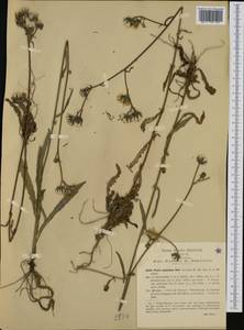 Picris hieracioides subsp. spinulosa (Bertol. ex Guss.) Arcang., Западная Европа (EUR) (Италия)