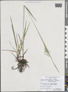 Трясунка средняя L., Восточная Европа, Центральный лесостепной район (E6) (Россия)