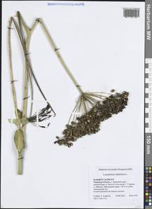 Гладыш широколистный L., Восточная Европа, Северо-Западный район (E2) (Россия)