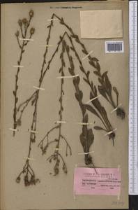 Carphephorus tomentosus (Michx.) Torr. & A. Gray, Америка (AMER) (США)