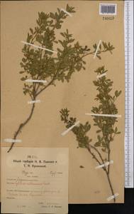 Ракитник русский (Fisch. ex Woł.) Klásk., Средняя Азия и Казахстан, Северный и Центральный Казахстан (M10) (Казахстан)