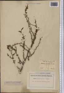 Mimosa ramulosa Benth., Америка (AMER) (Бразилия)