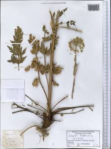 Жабрица порезниковая (L.) W. D. J. Koch, Средняя Азия и Казахстан, Прикаспийский Устюрт и Северное Приаралье (M8) (Казахстан)