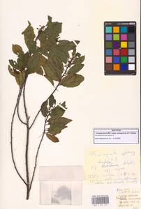 Frangula alnus subsp. alnus, Кавказ, Грузия (K4) (Грузия)