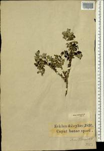 Rubus ludwigii Eckl. & Zeyh., Африка (AFR) (ЮАР)