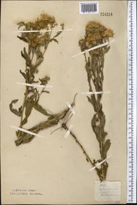 Pentanema britannicum (L.) D.Gut.Larr., Santos-Vicente, Anderb., E.Rico & M.M.Mart.Ort., Средняя Азия и Казахстан, Северный и Центральный Казахстан (M10) (Казахстан)