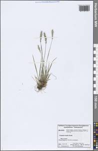 Koeleria spicata subsp. spicata, Сибирь, Центральная Сибирь (S3) (Россия)