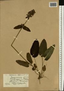 Betonica officinalis subsp. officinalis, Восточная Европа, Западно-Украинский район (E13) (Украина)