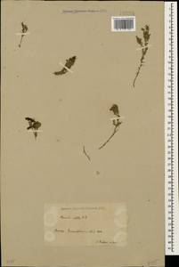 Asperula nitida Sm., Кавказ, Армения (K5) (Армения)