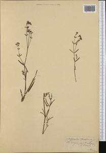 Asperula tinctoria L., Западная Европа (EUR) (Швейцария)