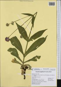 Knautia longifolia (Waldst. & Kit.) W. D. J. Koch, Западная Европа (EUR) (Италия)