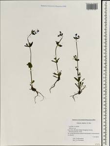 Halenia elliptica D. Don, Зарубежная Азия (ASIA) (КНР)