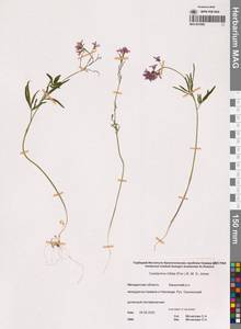 Сердечник трехнадрезанный (Lam. ex Poir.) B.M.G.Jones, Сибирь, Чукотка и Камчатка (S7) (Россия)