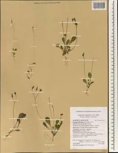 Crepis sancta subsp. sancta, Зарубежная Азия (ASIA) (Кипр)