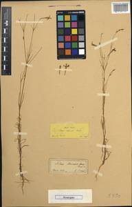 Silene cariensis Boiss., Зарубежная Азия (ASIA) (Турция)