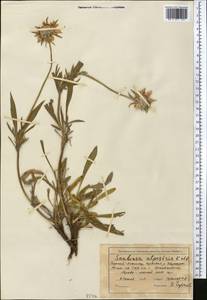 Lomelosia alpestris (Kar. & Kir.) Soják, Средняя Азия и Казахстан, Северный и Центральный Тянь-Шань (M4) (Киргизия)