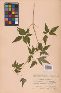 Княжик сибирский (L.) Mill., Восточная Европа, Восточный район (E10) (Россия)