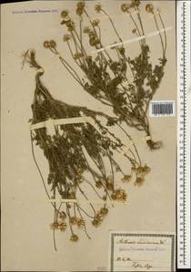 Пупавка белоснежнейшая Willd. ex Spreng., Кавказ, Грузия (K4) (Грузия)