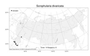 Scrophularia divaricata, Норичник растопыренный Ledeb., Атлас флоры России (FLORUS) (Россия)