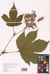 Таволга камчатская (Pall.) Maxim., Сибирь, Дальний Восток (S6) (Россия)