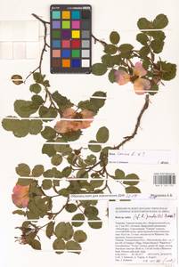 Шиповник собачий, Роза собачья L., Восточная Европа, Южно-Украинский район (E12) (Украина)