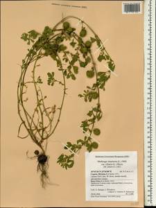 Medicago intertexta subsp. ciliaris (L.)Ponert, Зарубежная Азия (ASIA) (Кипр)