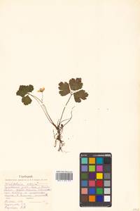 Geum ternatum subsp. ternatum, Сибирь, Дальний Восток (S6) (Россия)