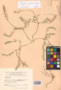 Бурачок Гмелина Jord. & Fourr., Восточная Европа, Литва (E2a) (Литва)