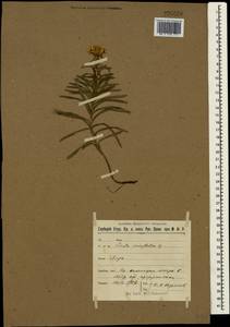 Pentanema ensifolium (L.) D. Gut. Larr., Santos-Vicente, Anderb., E. Rico & M. M. Mart. Ort., Крым (KRYM) (Россия)