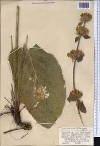 Phlomoides arctifolia (Popov) Adylov, Kamelin & Makhm., Средняя Азия и Казахстан, Памир и Памиро-Алай (M2) (Таджикистан)