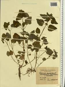 Яснотка пурпурная, Яснотка пурпуровая L., Восточная Европа, Московская область и Москва (E4a) (Россия)