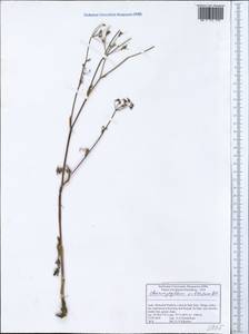 Chaerophyllum villosum Wall. ex DC., Зарубежная Азия (ASIA) (Индия)