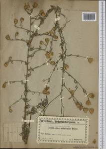 Centaurea australis Pancic ex A. Kern., Западная Европа (EUR) (Сербия)