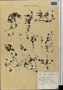 Проломник мохнатый L., Кавказ, Северная Осетия, Ингушетия и Чечня (K1c) (Россия)