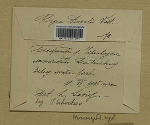 Ptychostomum weigelii (Biehler) J.R. Spence, Гербарий мохообразных, Мхи - Центральное Нечерноземье (B6) (Россия)