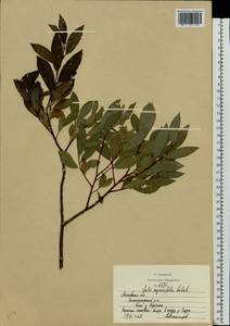 Ива мирзинолистная, Ива чернеющая Salisb., Восточная Европа, Московская область и Москва (E4a) (Россия)