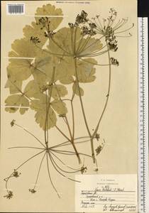 Лазурник трехлопастный (L.) Borkh., Восточная Европа, Нижневолжский район (E9) (Россия)