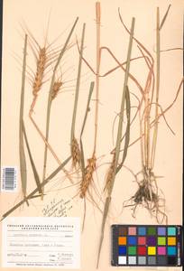 Пшеница летняя, Пшеница обыкновенная L., Восточная Европа, Южно-Украинский район (E12) (Украина)